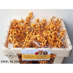 ILEX VE GOLD VERBOOM
