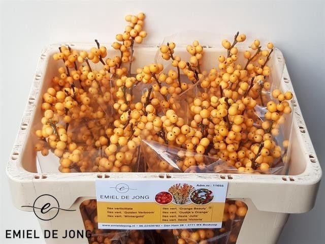 <h4>ILEX VE GOLD VERBOOM</h4>