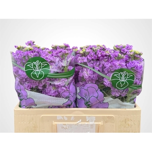 MATTH IMPALA LAVENDE