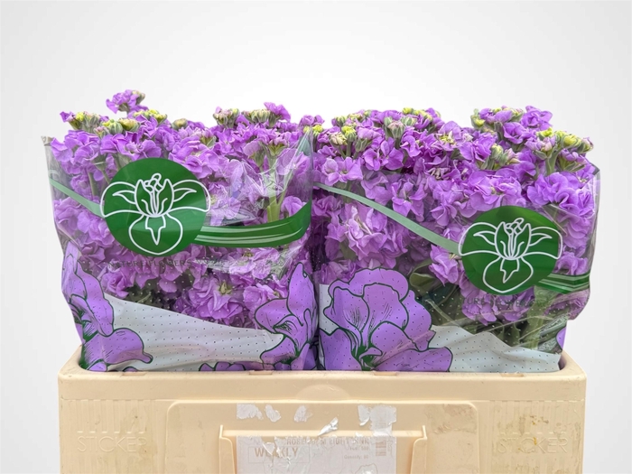 <h4>MATTH IMPALA LAVENDE</h4>