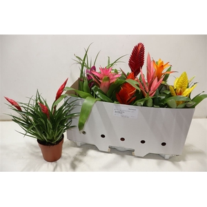 Bromelia Gem 10 Srt