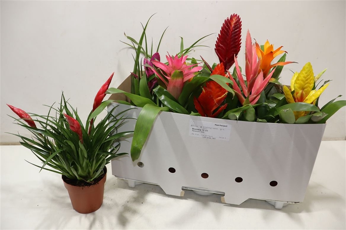 <h4>Bromelia Gem 10 Srt</h4>