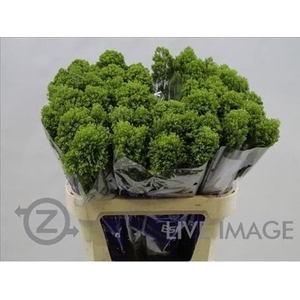 Trachelium jade