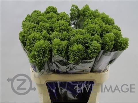 <h4>Trachelium jade</h4>
