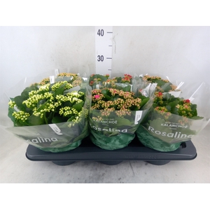Kalanchoe blos. 'Rosalina'  ..mix 4