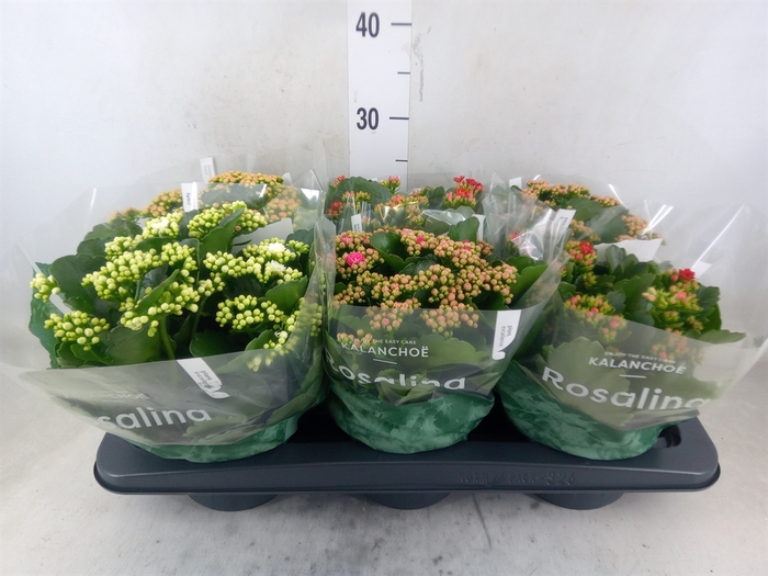 <h4>Kalanchoe blos. 'Rosalina'  ..mix 4</h4>