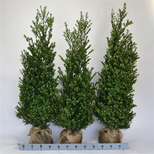 Ilex crenata 'Dark Green' bush 125-150cm RB