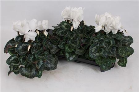 Cycl Gr Sup Mammoth White