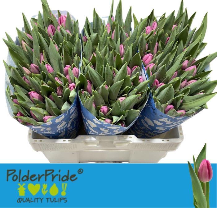 <h4>Tu En Lincoln</h4>