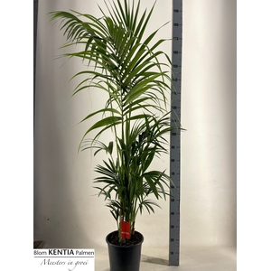 HOWEA FORSTERIANA