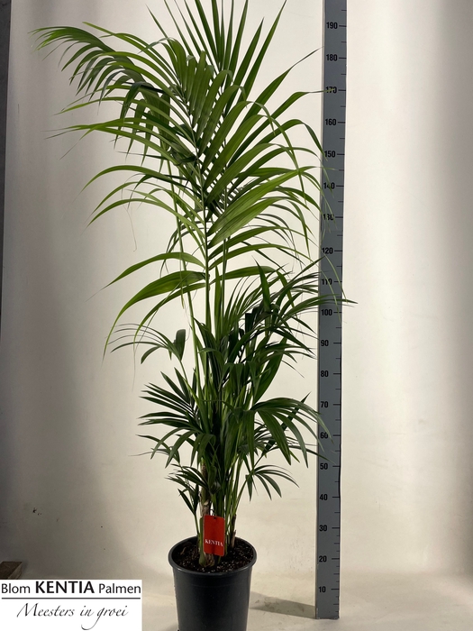 <h4>HOWEA FORSTERIANA</h4>
