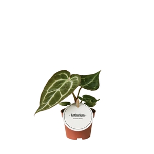 Anthurium Crystallinum