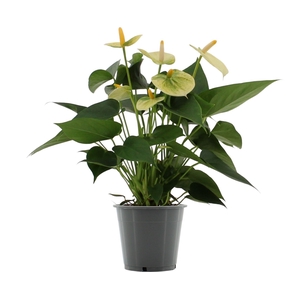 Anthurium andr. 'Vanilla'