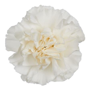 Dianthus st North Wind