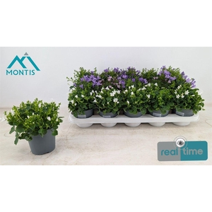 Campanula Addenda mixkar