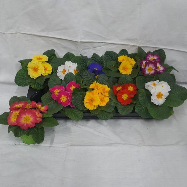 <h4>!! PROMO !! PRIM ACAULIS MIX</h4>