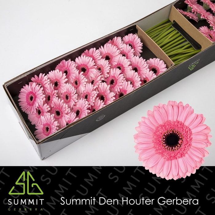 <h4>Germini Maeve Doos</h4>