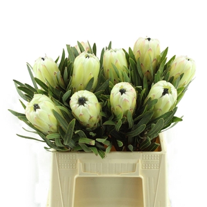 Protea White Night