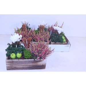 ARR TUINPLANTEN