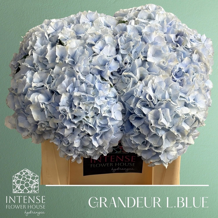 <h4>HYDR M ROY GRANDEU B</h4>