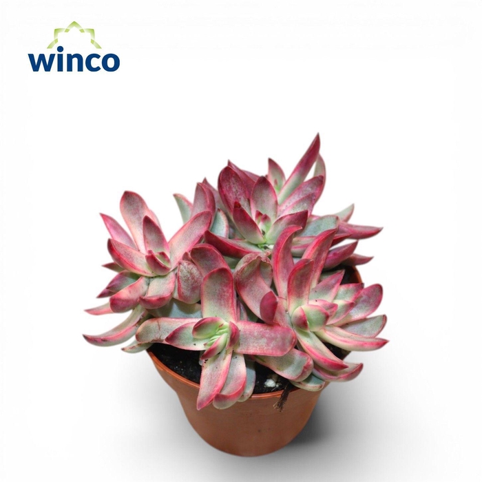 <h4>Crassula Rubricaulis Candy Cane</h4>