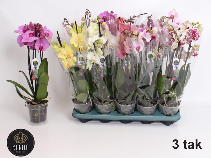 <h4>PHAL GEM 5 KL</h4>