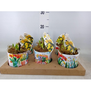 Narcissus  'Tete a tete'