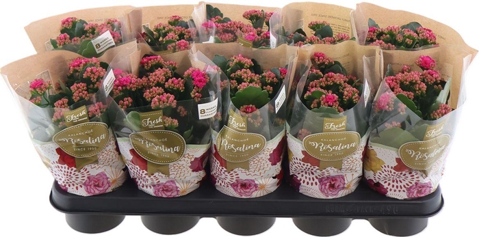 <h4>Kal Ge Don Victorio</h4>