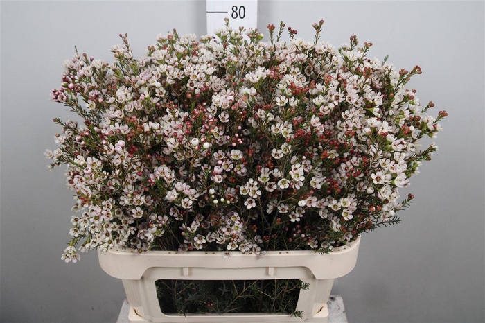 <h4>Chame Blondie</h4>