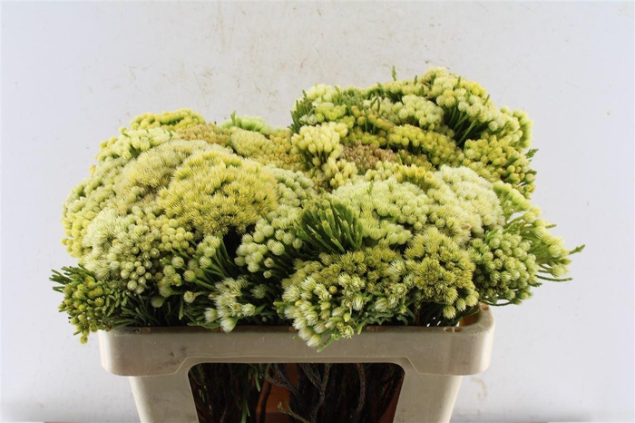 <h4>Kaaps Nebelia Palacea</h4>