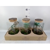 Arr.   Kamerplant Groen H%