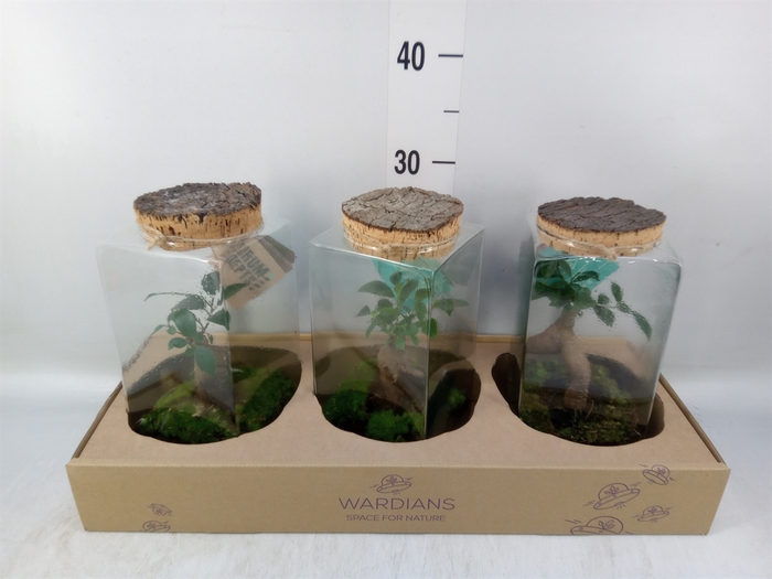 Arr.   Kamerplant Groen H%