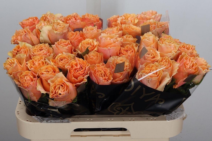 <h4>R Gr Carpe Diem+</h4>