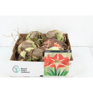 BOL HIPPEASTRUM STRIPED 38-40CM