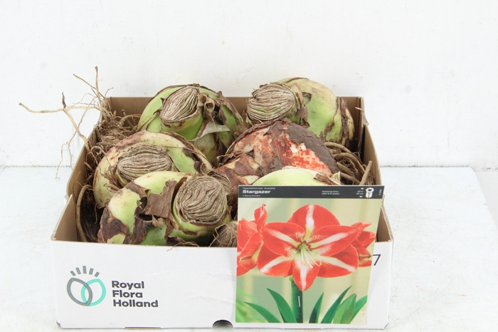 BOL HIPPEASTRUM STRIPED 38-40CM