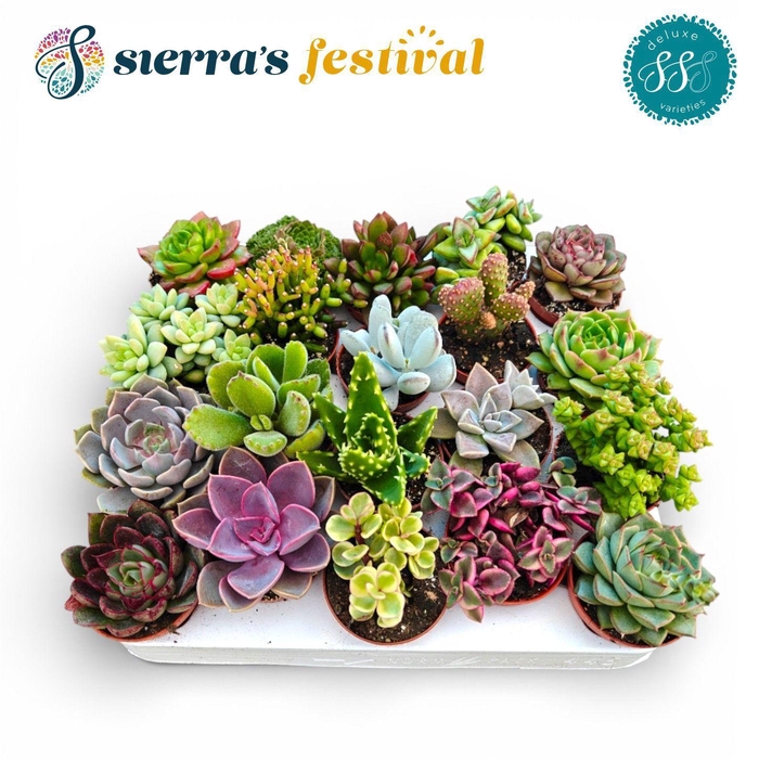 <h4>Festival® - Succulent Mix (Deluxe)</h4>