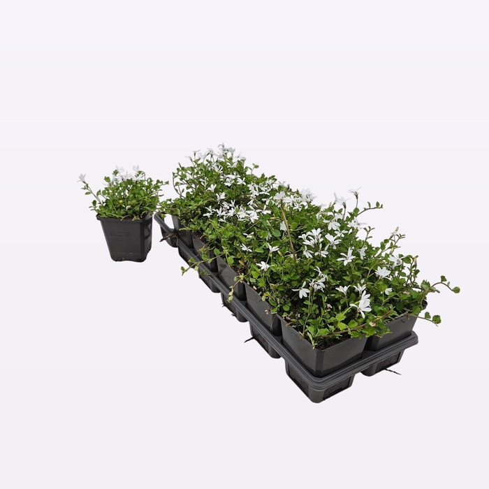 <h4>Pratia Angulata</h4>