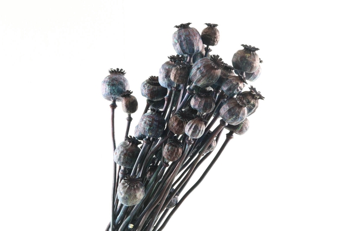 Papaver Blue Dark