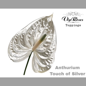 ANT A TOUCH OF SILVER