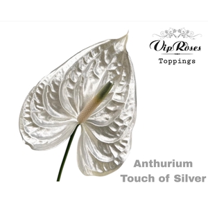 ANT A TOUCH OF SILVER