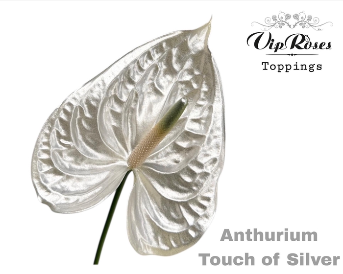 <h4>ANT A TOUCH OF SILVER</h4>