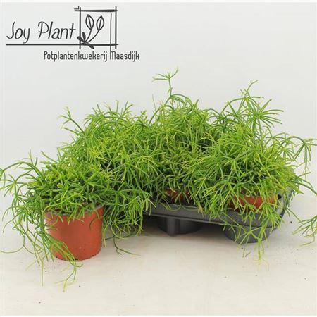 <h4>Rhipsalis Ba Oasis</h4>