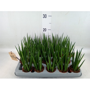 Sansevieria bacularis