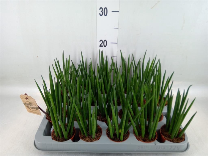 <h4>Sansevieria bacularis</h4>