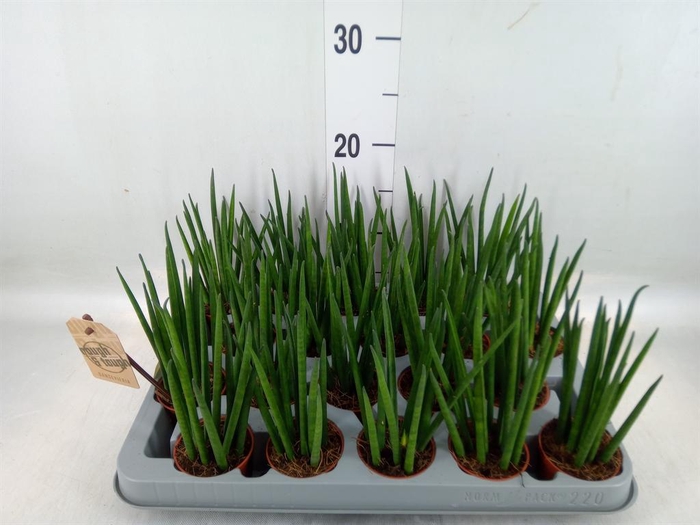<h4>Sansevieria bacularis</h4>