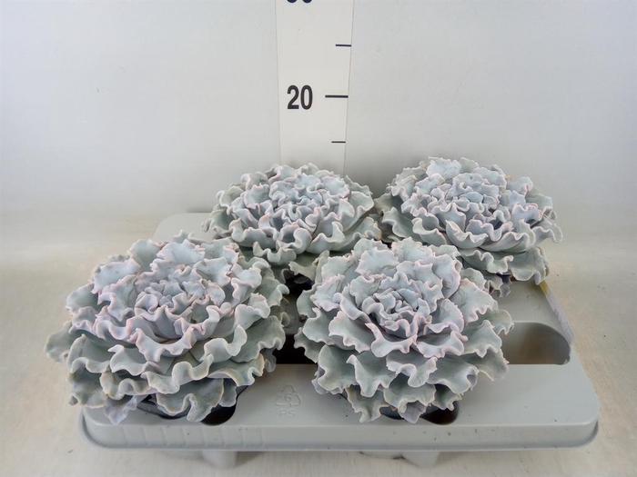 <h4>Echeveria   ...</h4>