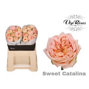 R Gr Sweet Catalina