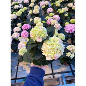 Hydrangea macr. 10cm Hi Diamond 2kop