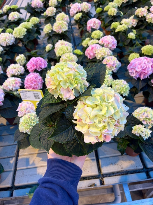 <h4>Hydrangea macr. 10cm Hi Diamond 2kop</h4>
