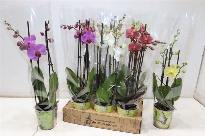 <h4>Phal Gem 4 Kl</h4>